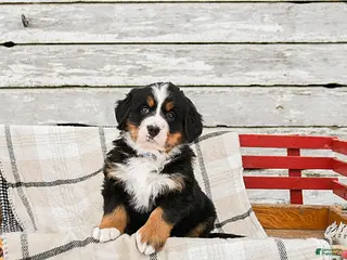 Bernese Mountain Dog dogs Macy - Ad 19
