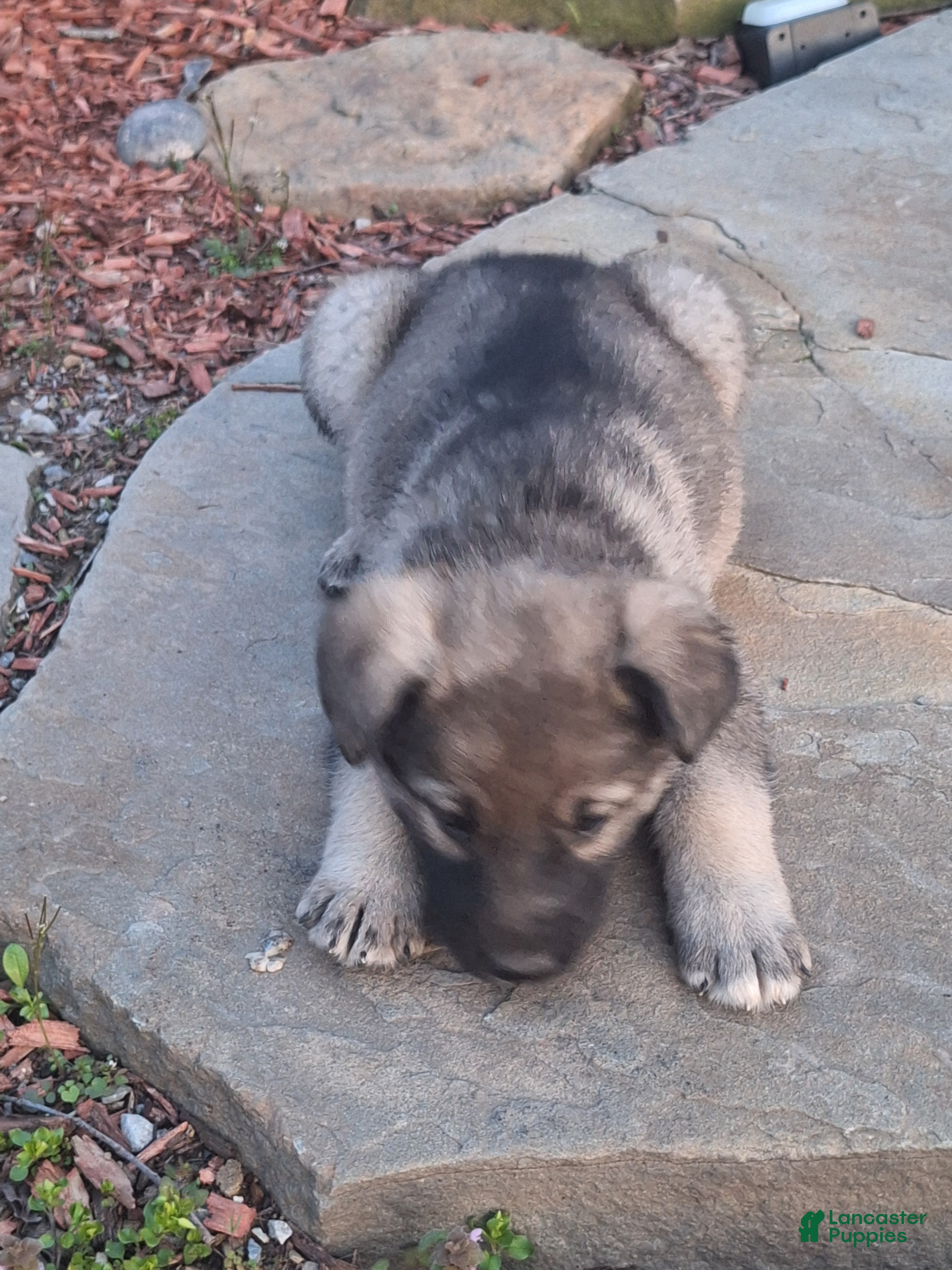 German Shepherd dogs Zena - Ad 1