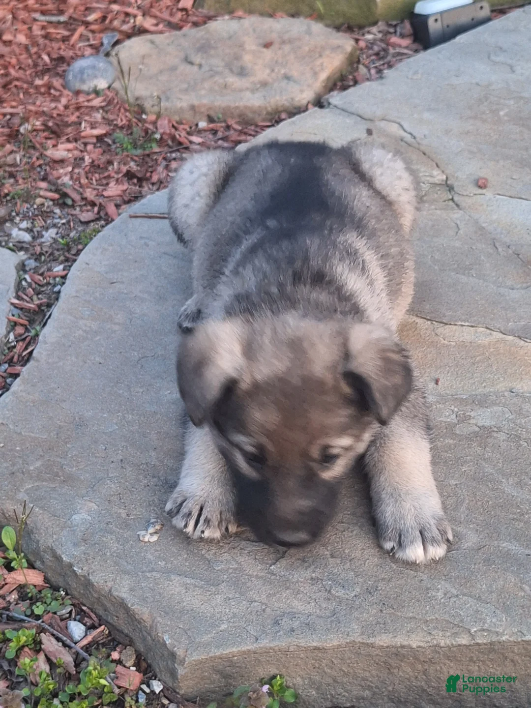 German Shepherd dogs for sale: Zena - Ad 1
