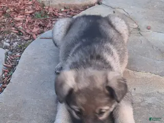 German Shepherd dogs for sale: Zena - Ad 1