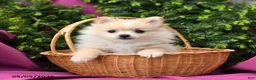 Pomeranian dogs for sale: Sport - Ad 1