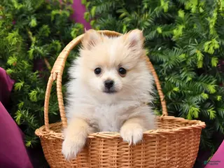 Pomeranian dogs for sale: Sport - Ad 3