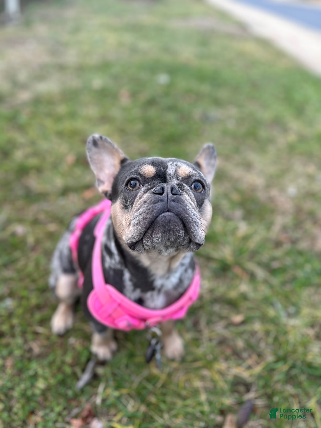 French Bulldog dogs for sale: Canon - Ad 7