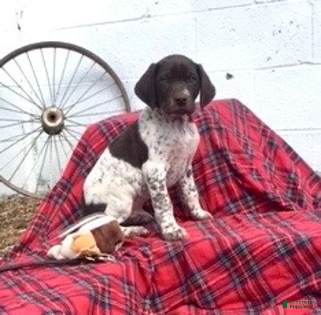 German Shorthaired Pointer dogs for sale: Buck🐾AKC Registered❤️Call 717-575-1834 - Ad 1