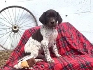 German Shorthaired Pointer dogs Buck🐾AKC Registered❤️Call 717-575-1834 - Ad 35