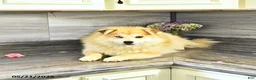 Pomsky dogs for sale: Petunia - Ad 4
