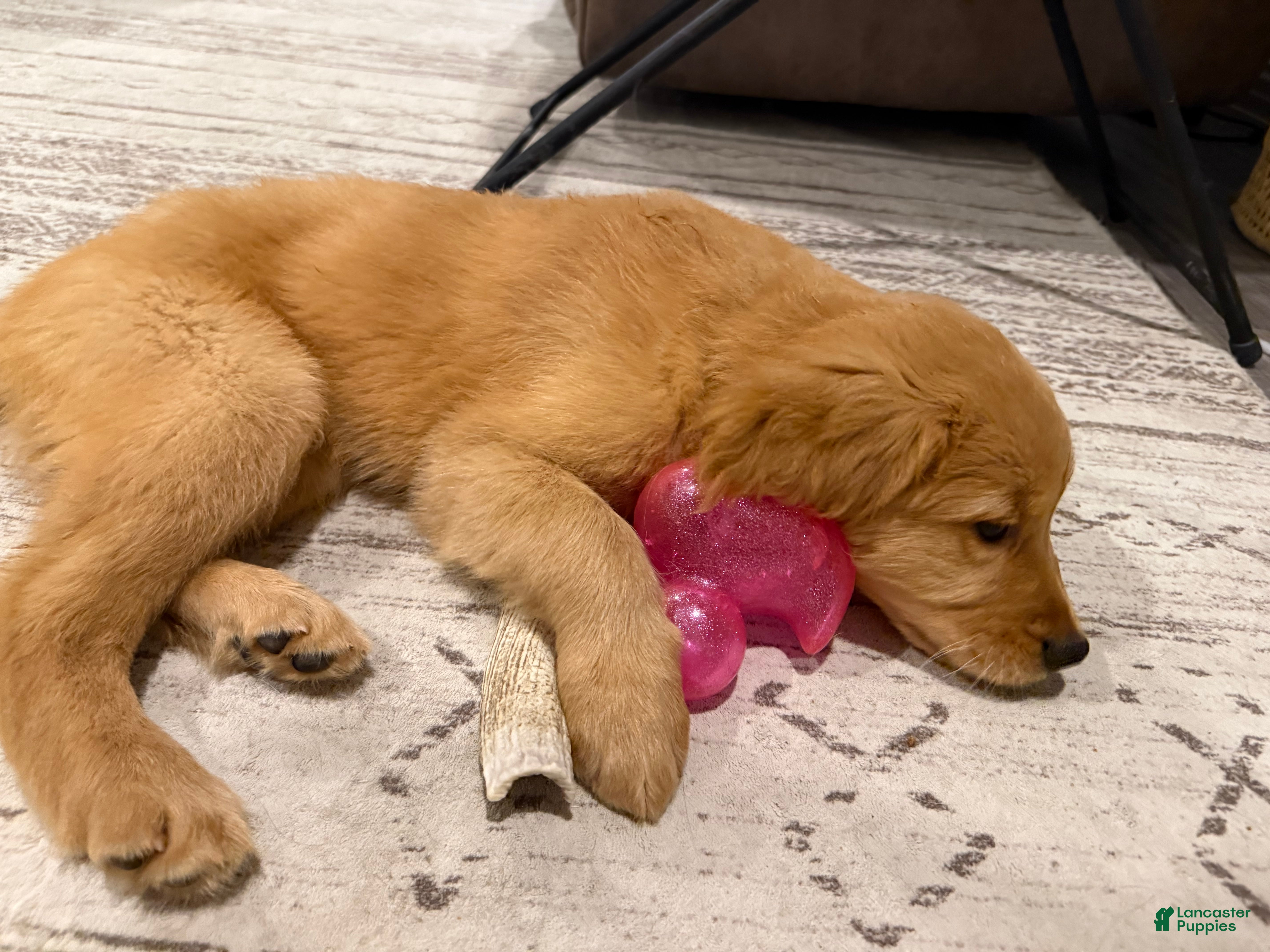 Golden Retriever dogs Royce - Purple - Ad 23