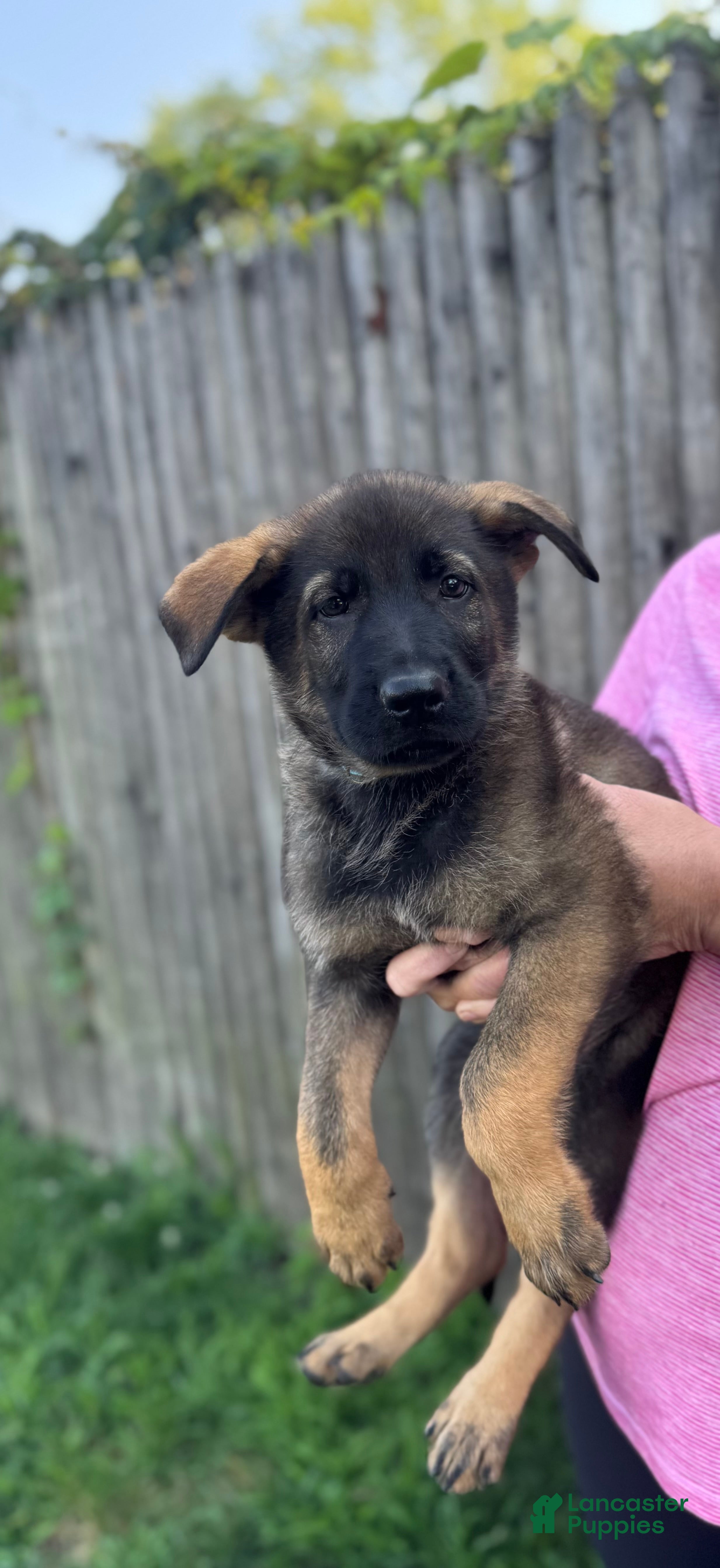German Shepherd dogs Hunter - Ad 2