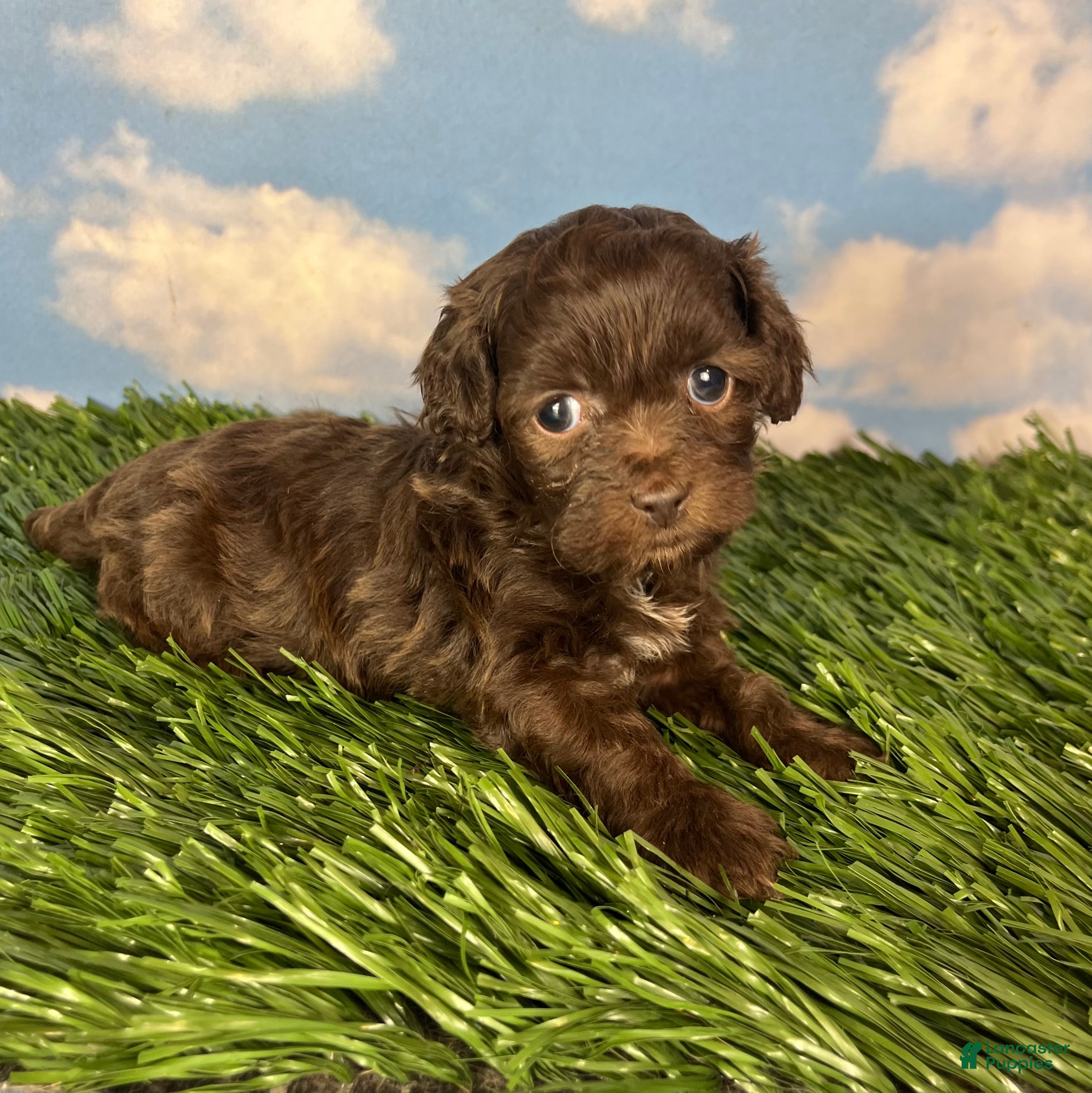 Teddy Bear dogs for sale: Muffin - Ad 3