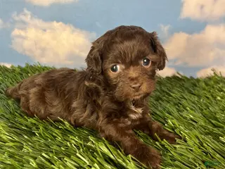 Teddy Bear dogs for sale: Muffin - Ad 3
