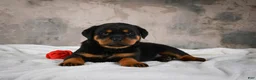 Rottweiler dogs for sale: Cinnanmon 🐾  - Ad 5