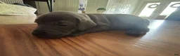 Cane Corso dogs for sale: Cane Corso Puppy 6 - Ad 2