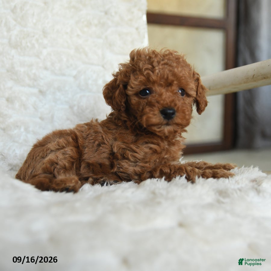 Miniature Poodle dogs Nelson - Ad 2