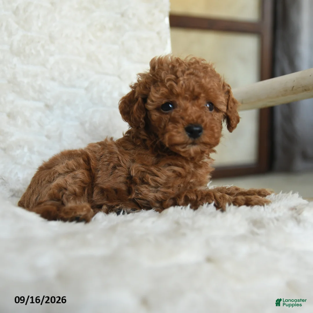 Miniature Poodle dogs for sale: Nelson - Ad 2