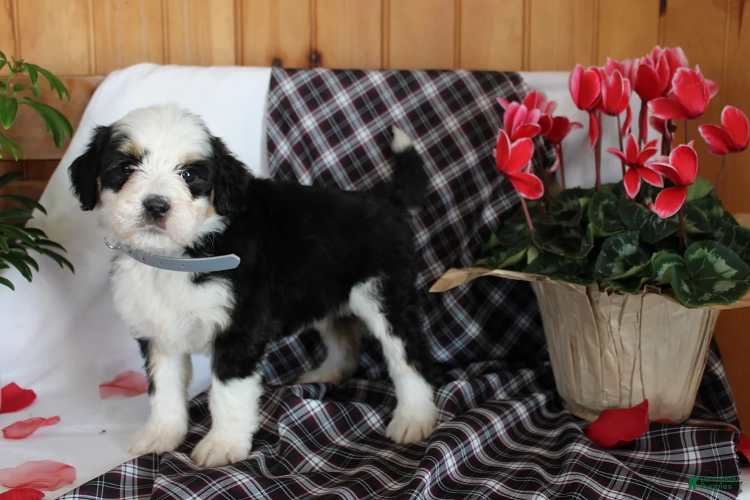 Bernedoodle dogs for sale: Bubbles - Ad 6