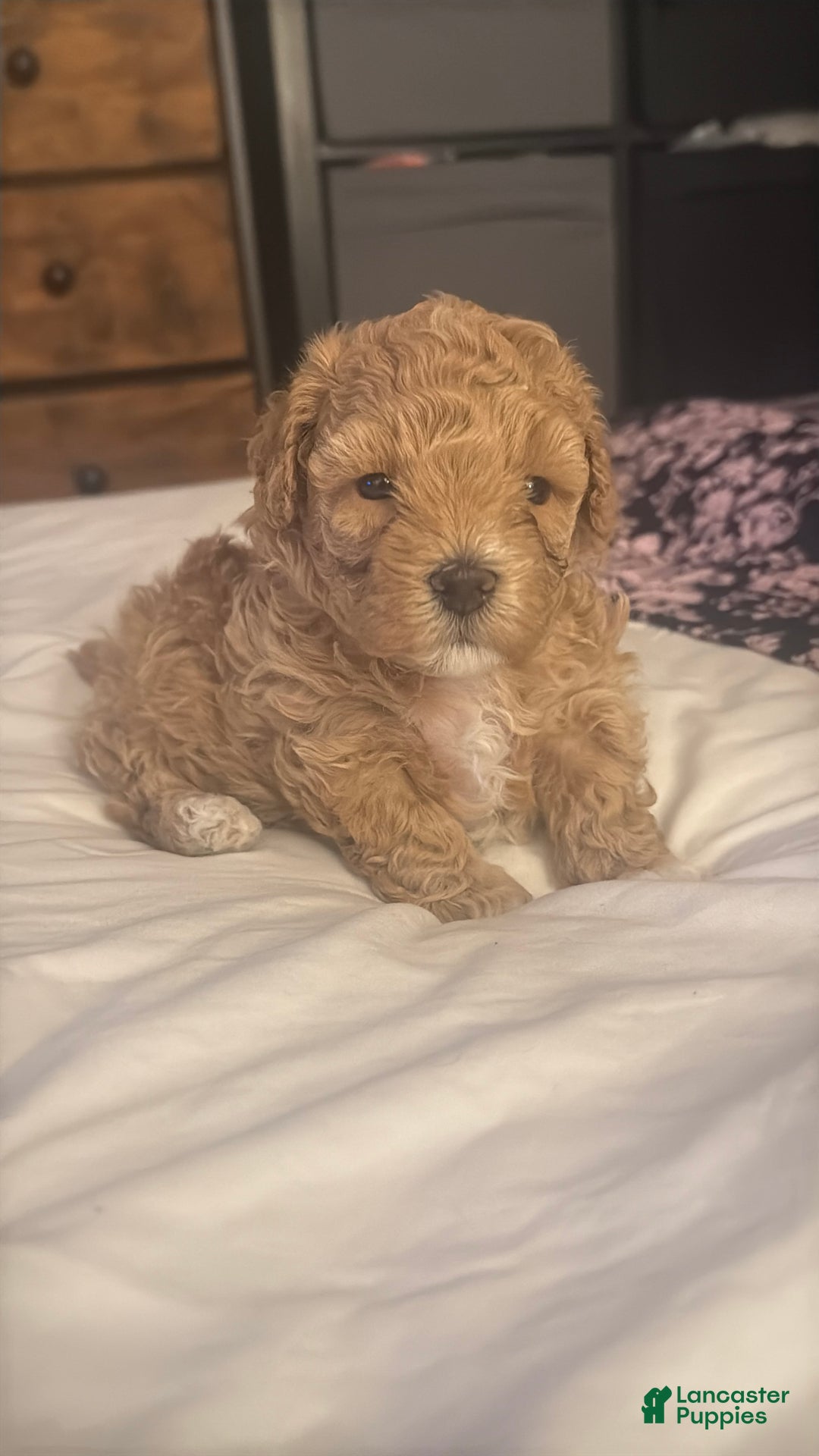 Maltipoo dogs for sale: Maltipoo Puppy 1 - Ad 6