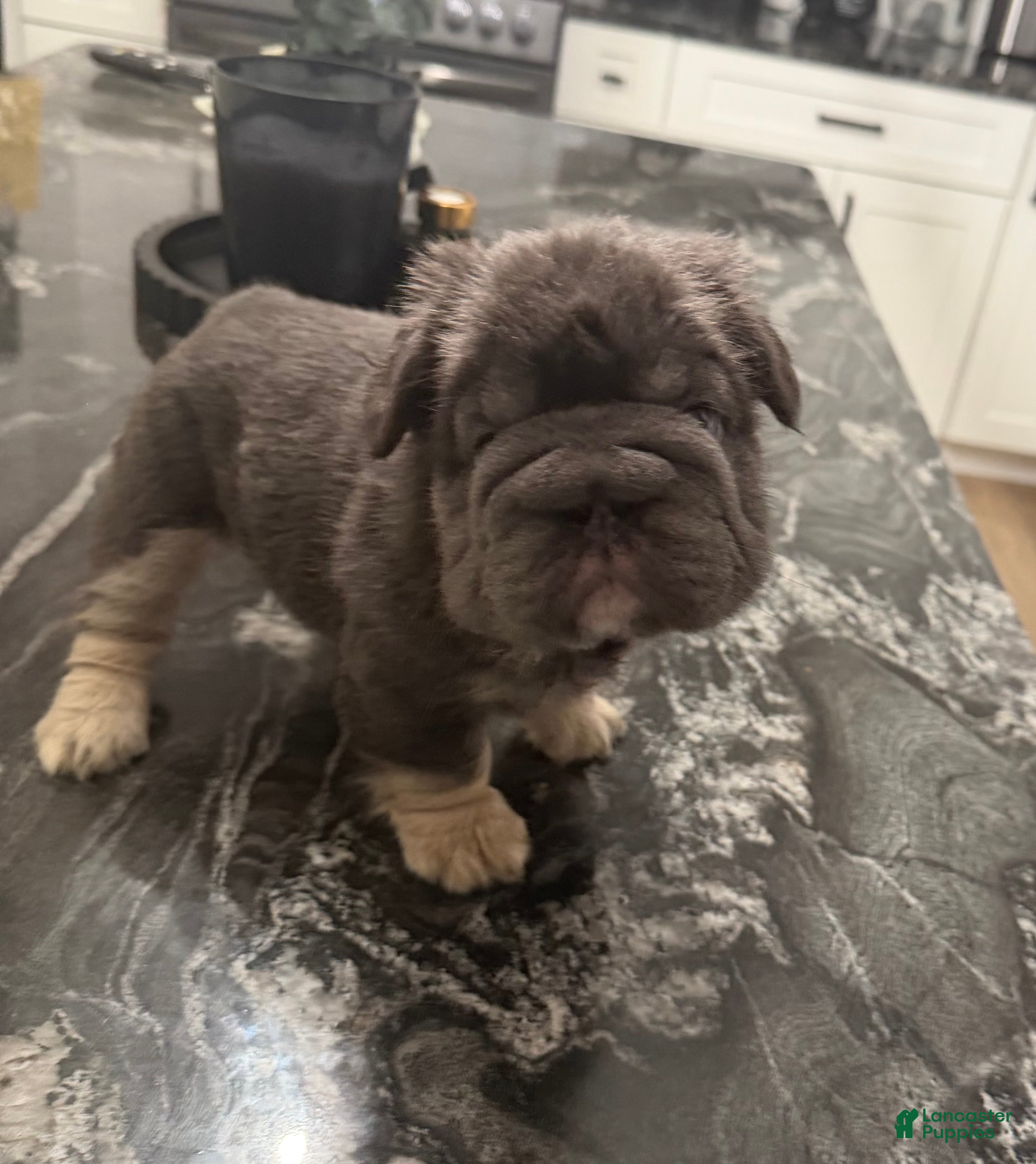 French Bulldog dogs Blackberry - Ad 1