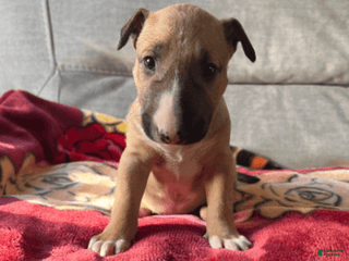 Bull Terrier dogs Everest - Ad 29