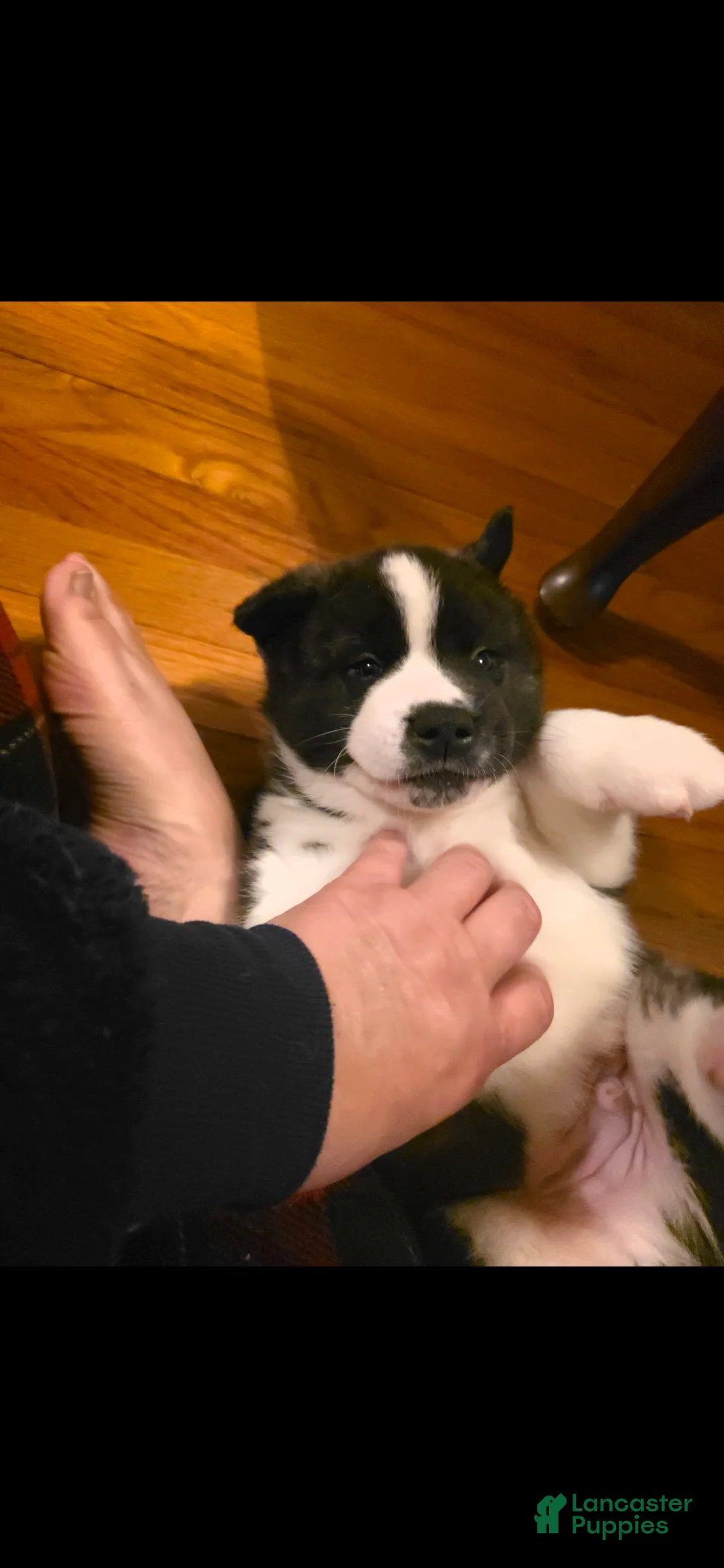 Akita dogs for sale: AKC Lucky - Ad 14