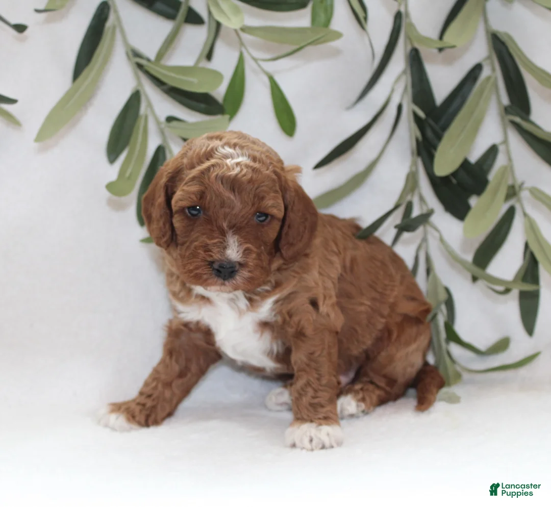 Cavapoo dogs for sale: Murphy - Ad 4