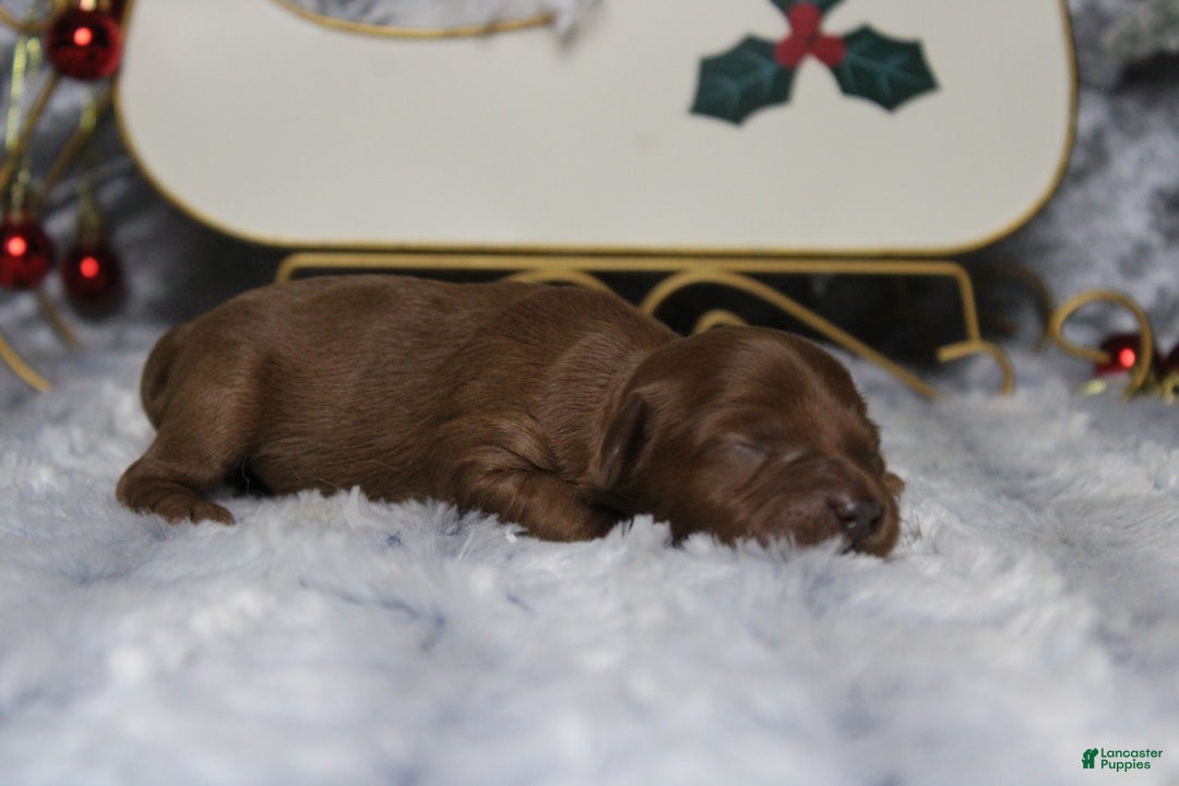 Cavapoo dogs for sale: Honey - Ad 5