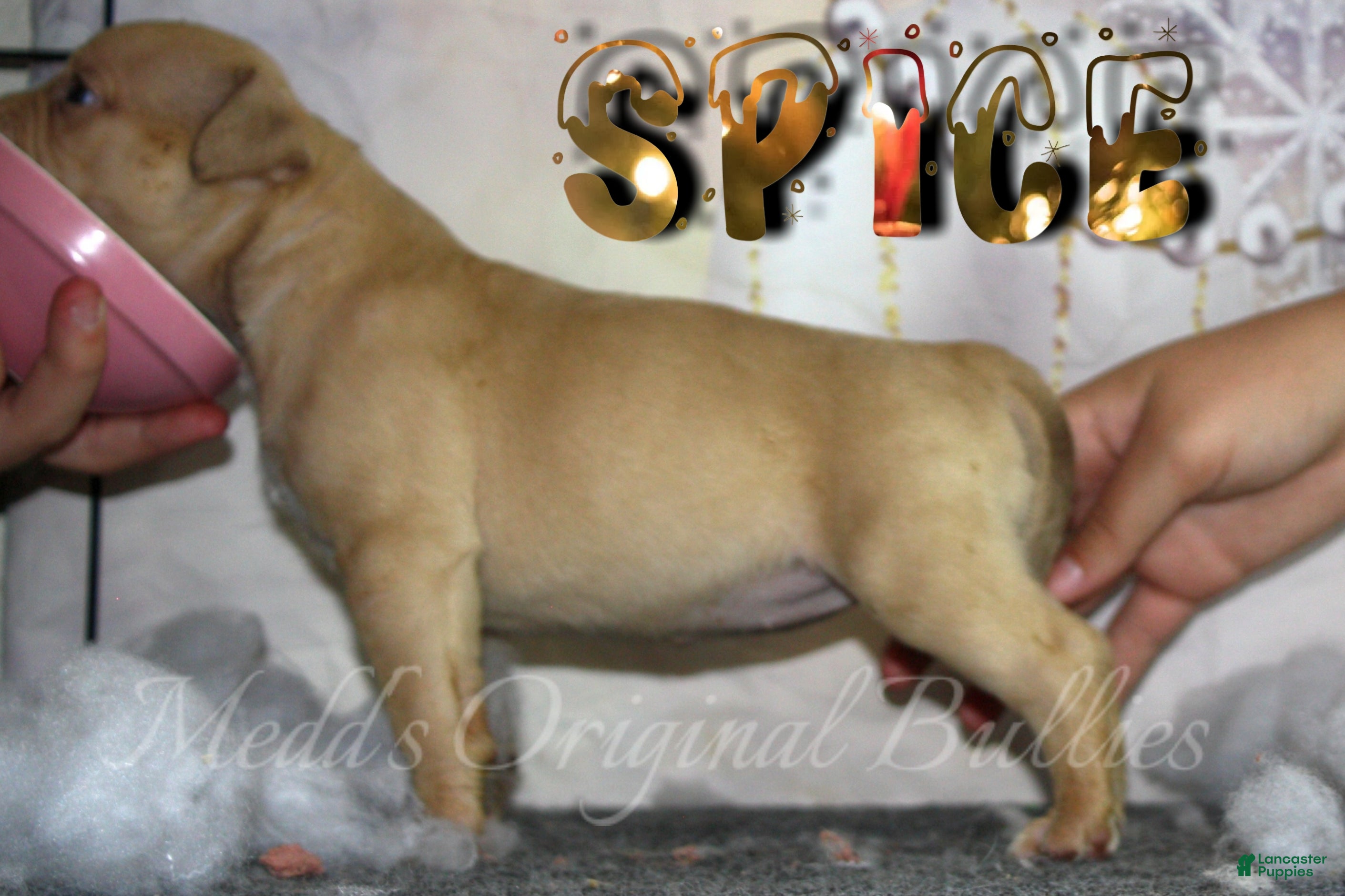 American Bully dogs Spice - Ad 3