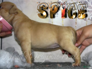American Bully dogs Spice - Ad 3