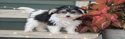 Morkie dogs for sale: Sarah - Ad 1