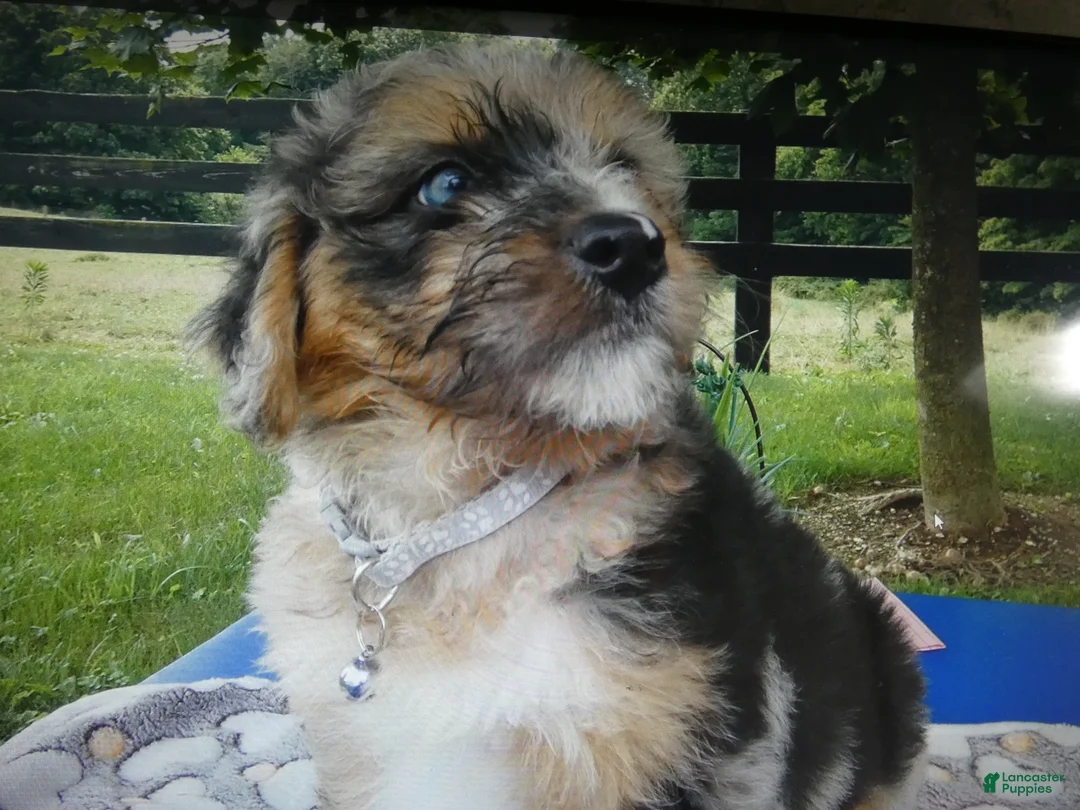 Mini Aussiedoodle dogs for sale: Mini Aussiedoodle 5 Patches - Ad 4