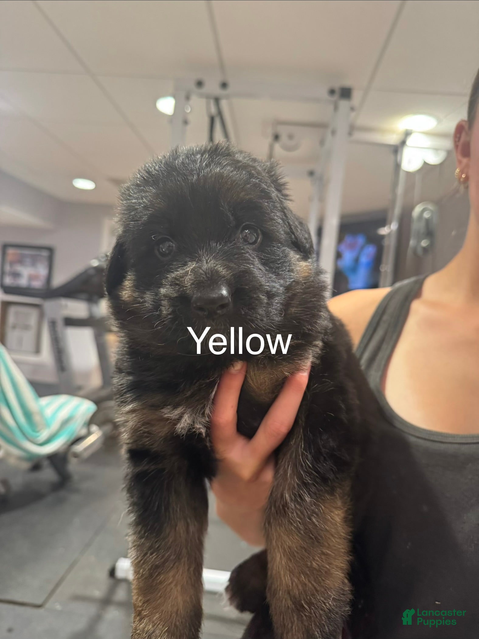 German Shepherd dogs Yellow - Ad 1