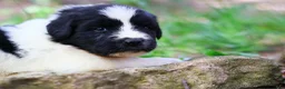 Newfoundland dogs for sale: Boo - Ad 1