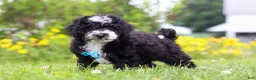 Mini Bernedoodle dogs for sale: Kobe - Ad 5