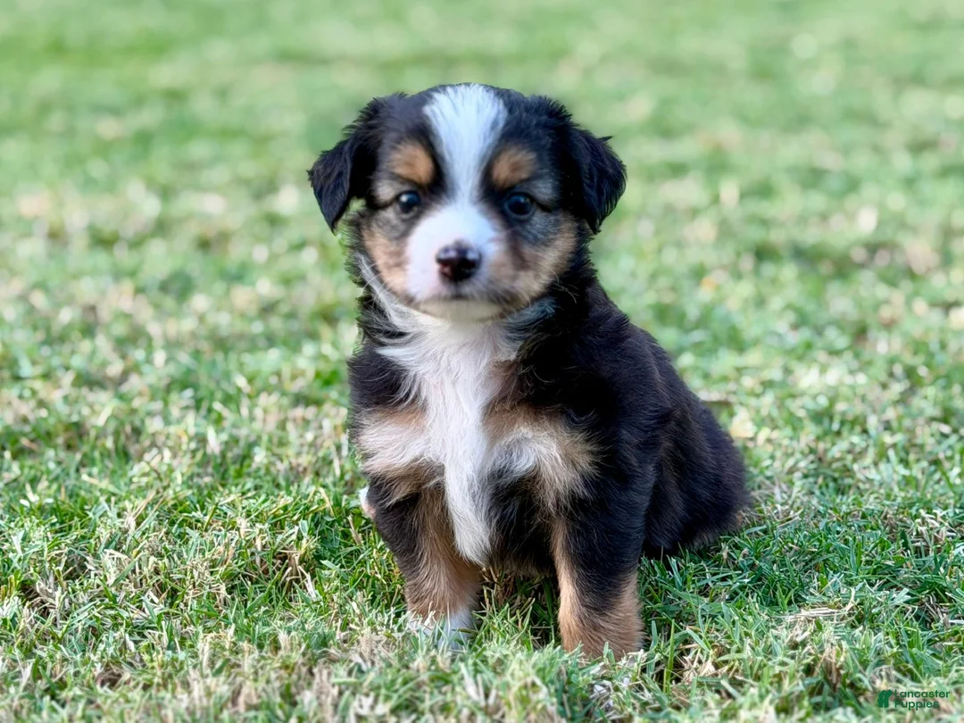 Toy Australian Shepherd dogs for sale: Bowser Jr. - Ad 1