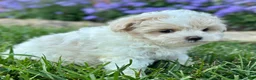 Maltipoo dogs for sale: Casey - Ad 7
