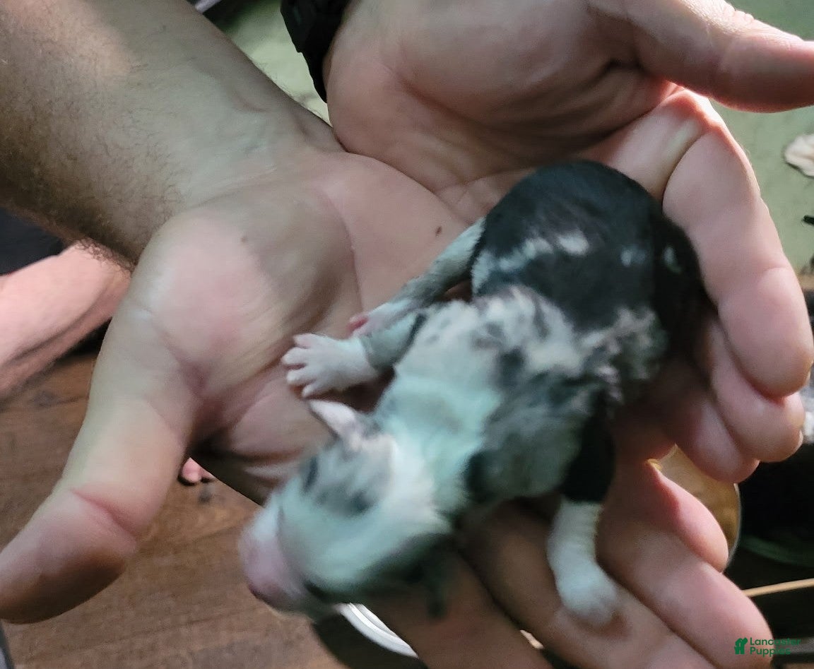 Miniature Australian Shepherd dogs Bandit  - Ad 13