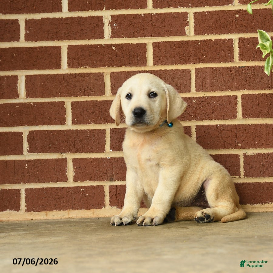 Labrador Retriever dogs Barbie - Ad 1