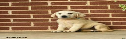 Labrador Retriever dogs for sale: Barbie - Ad 1