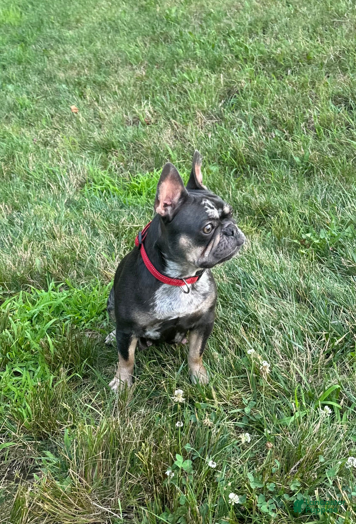 French Bulldog dogs Gracie - Ad 2