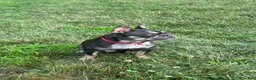 French Bulldog dogs for sale: Cooper - Ad 7