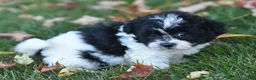 Teddy Bear dogs for sale: Arnellie - Ad 2