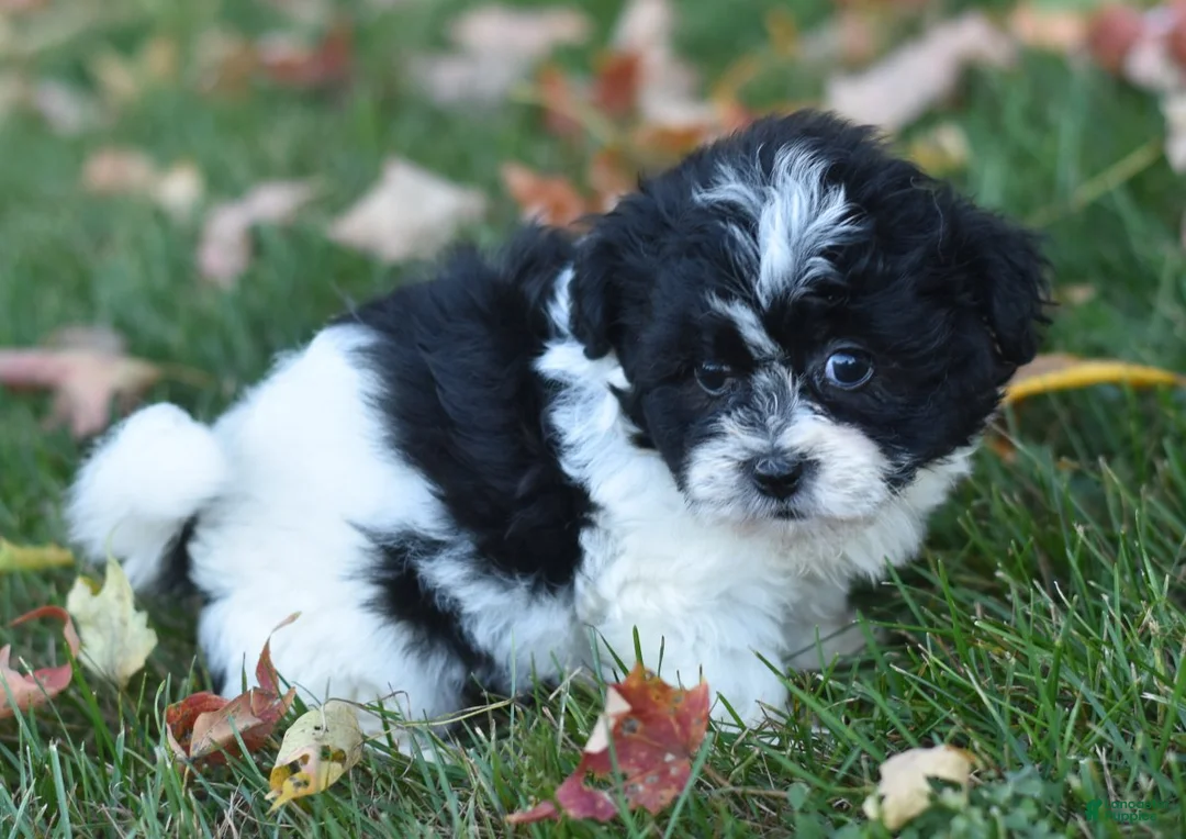 Teddy Bear dogs for sale: Arnellie - Ad 2