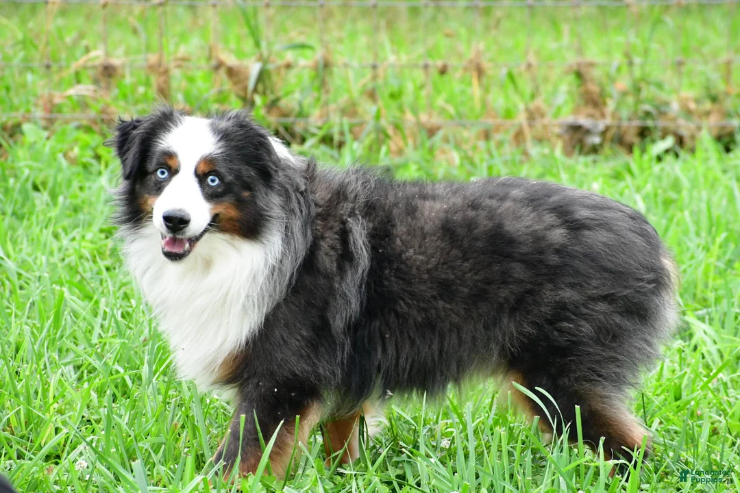 Miniature Australian Shepherd dogs for sale: Weston - Ad 11