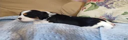 English Springer Spaniel dogs for sale: Beth - Ad 4