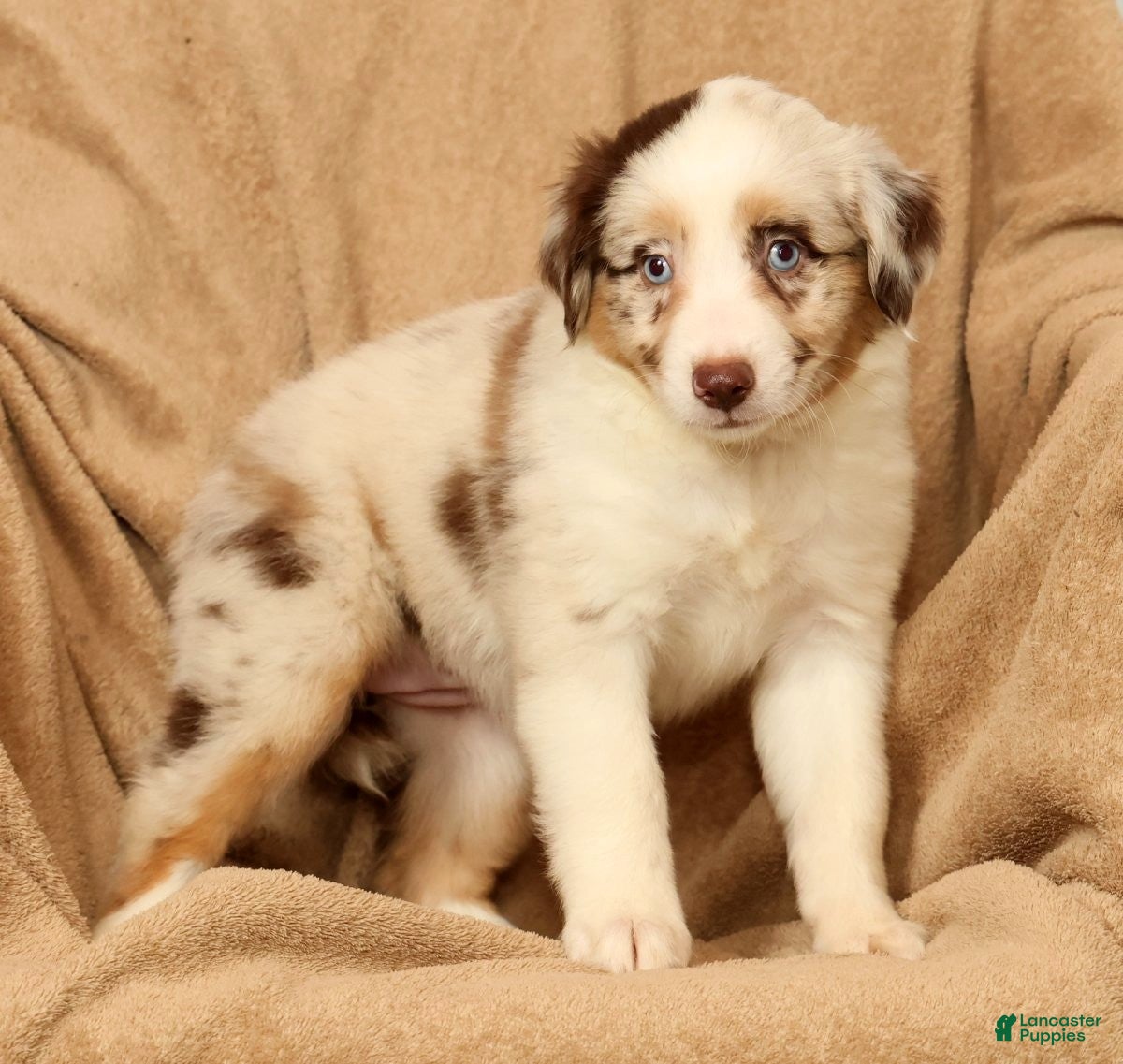Miniature Australian Shepherd dogs Molly - Ad 2