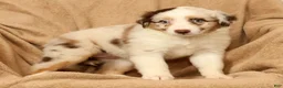 Miniature Australian Shepherd dogs for sale: Molly - Ad 9
