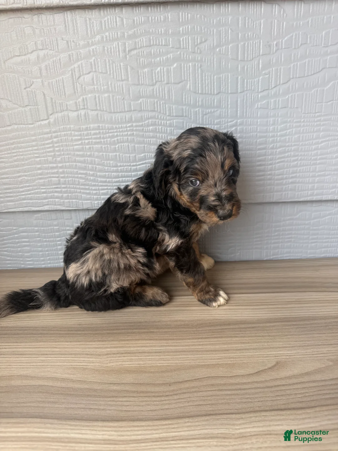 Aussiedoodle dogs for sale: Belfrey - Ad 2