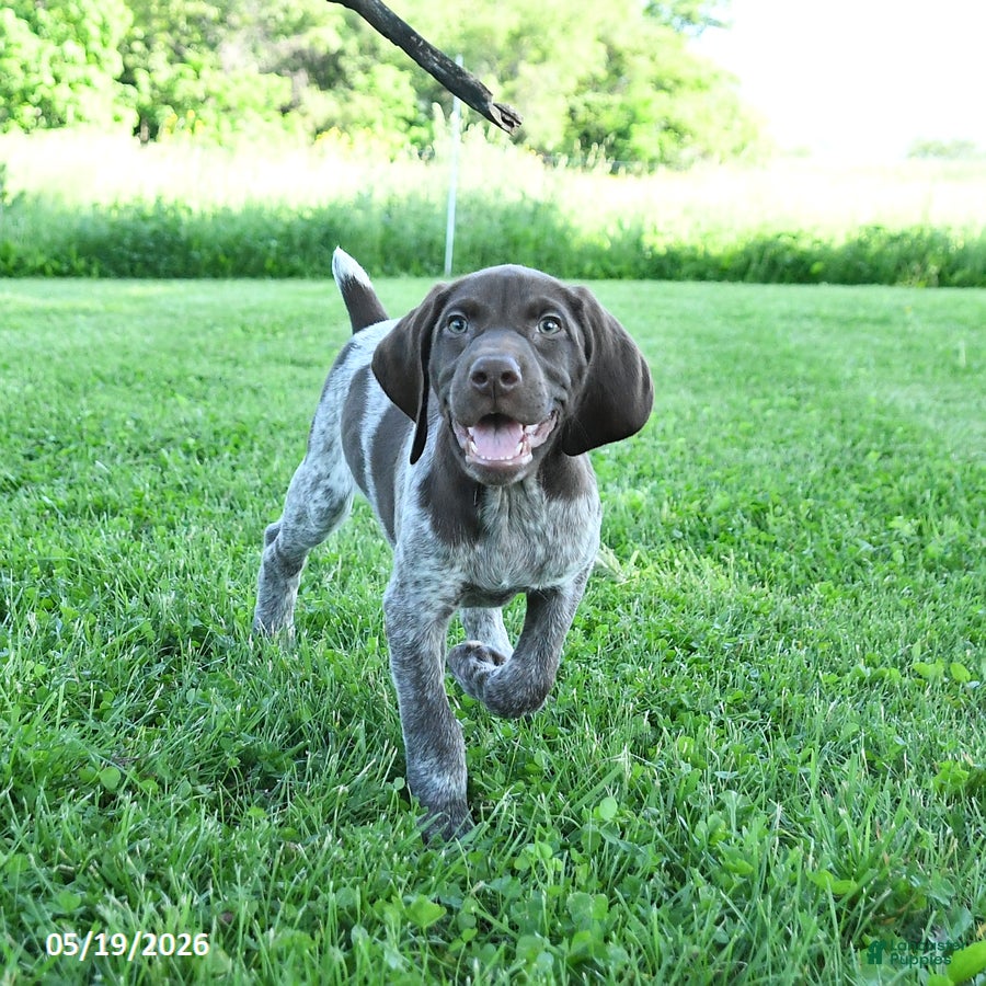 German Shorthaired Pointer dogs Goose - Ad 2