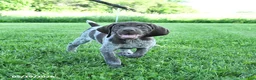 German Shorthaired Pointer dogs for sale: Goose - Ad 2