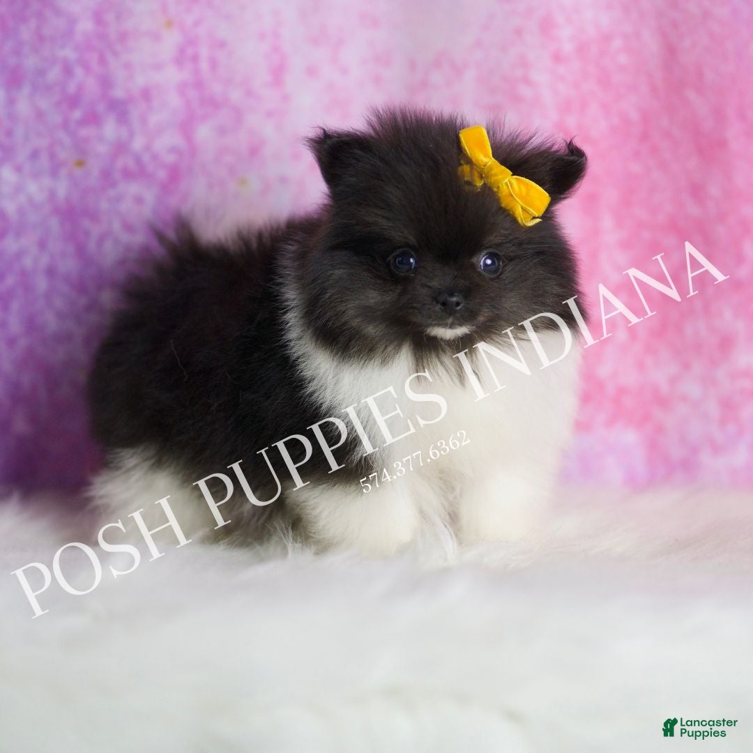 Pomeranian dogs for sale: Oreo - Ad 4