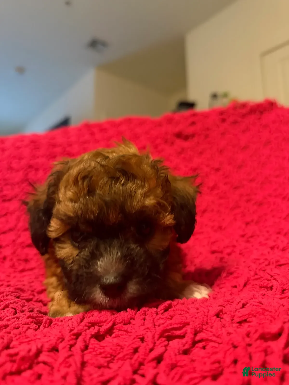 Mixed Breed dogs Cocoa - Ad 2